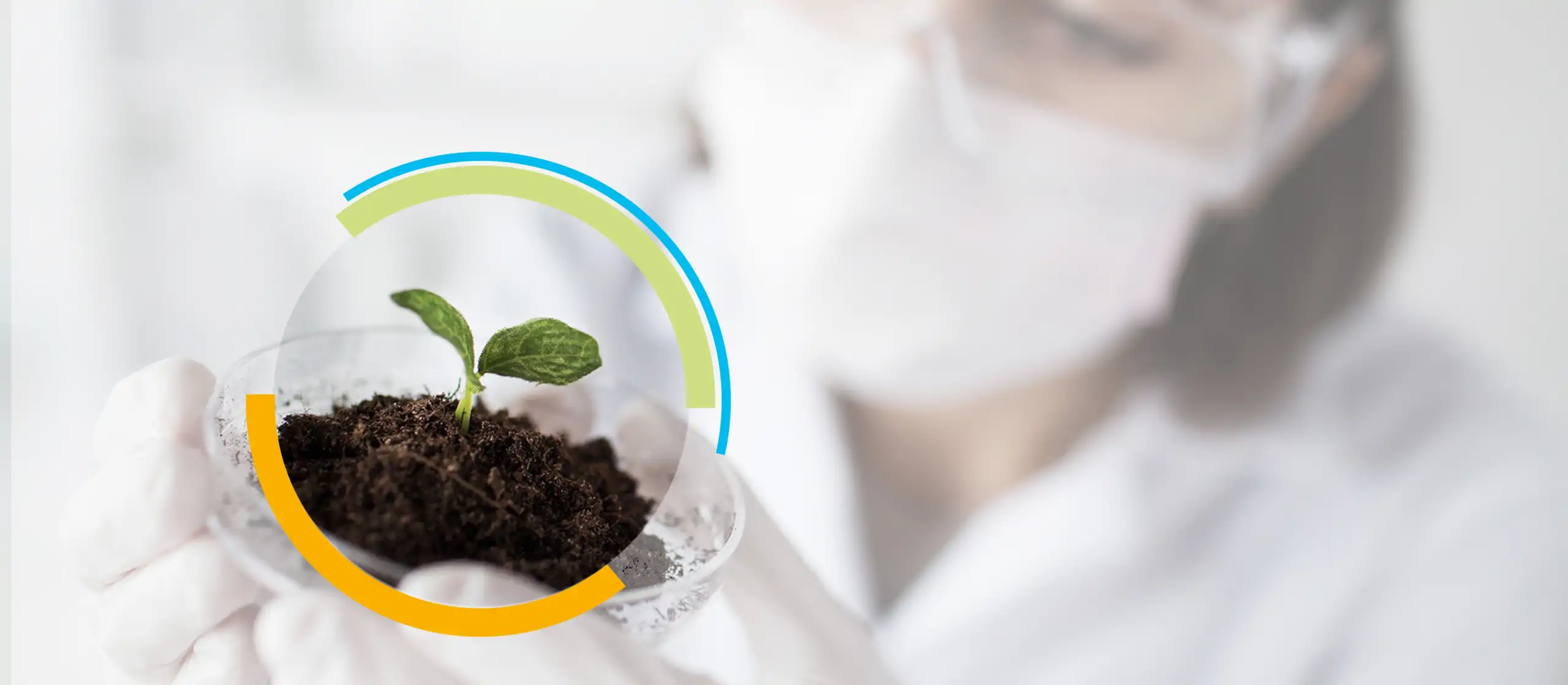 Plant seedling in a petri dish